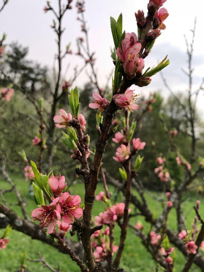 Sonnenhof Limbach im Burgenland