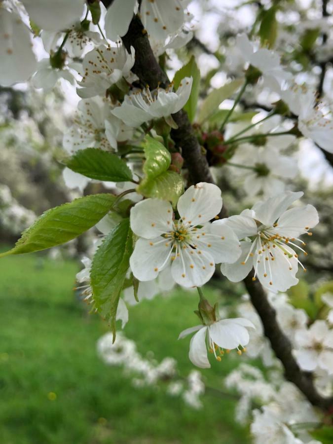 Sonnenhof Limbach im Burgenland